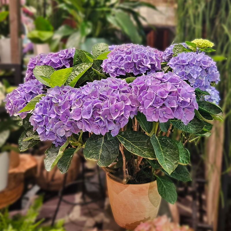 Grand Hortensia bleu Grand Hortensia bleu