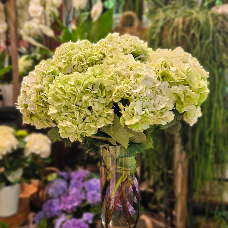 Tête d'Hortensia vert Tête d'Hortensia vert