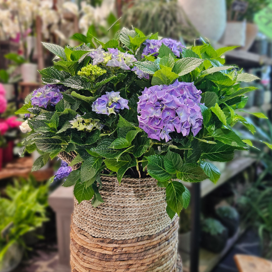 Grand Hortensia d'extérieur