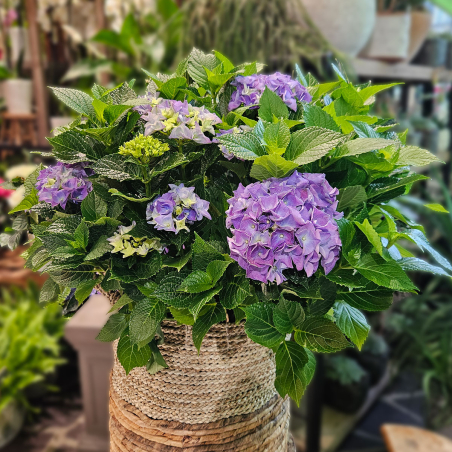 Grand Hortensia d'extérieur