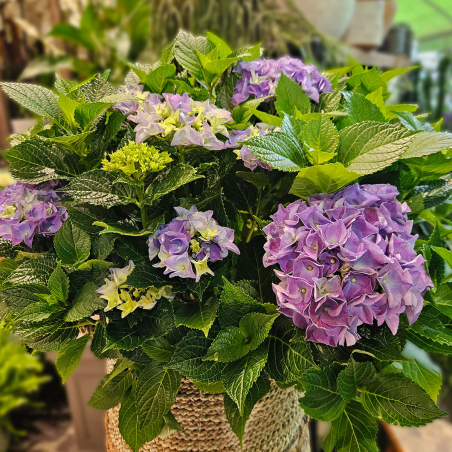 Grand Hortensia d'extérieur