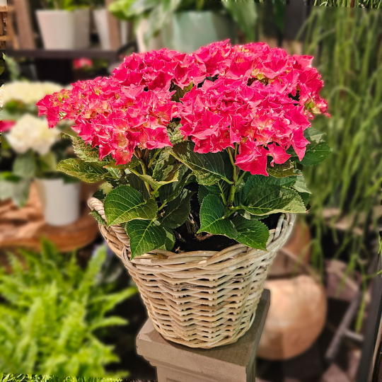 Hortensia d'extérieur fuchsia