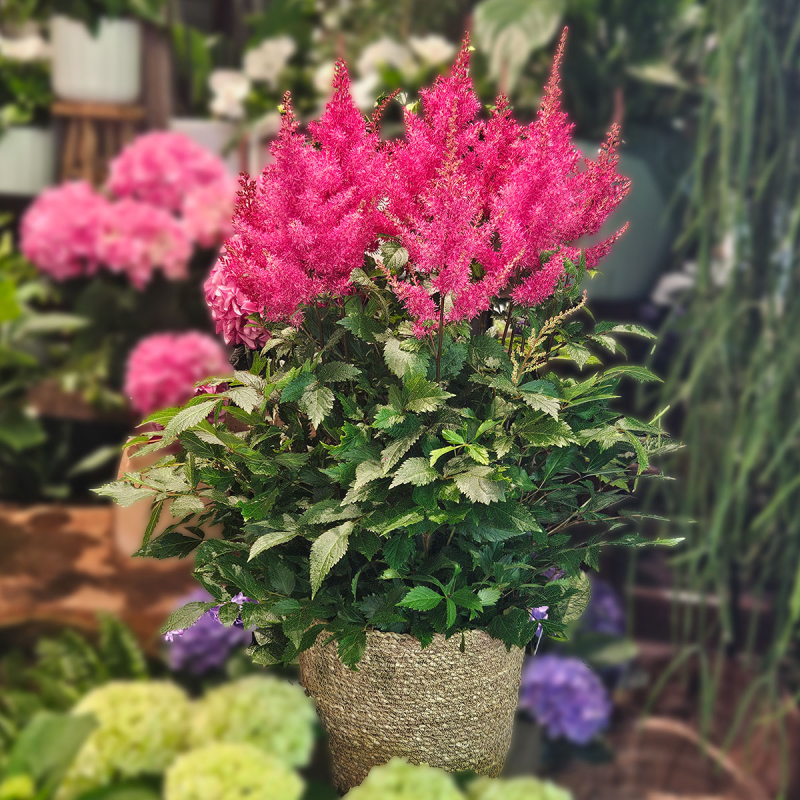 Astilbe Astilbe