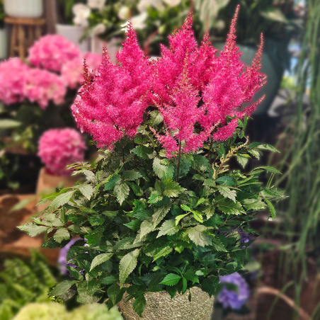 Astilbe