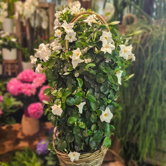 Dipladénia grand blanc