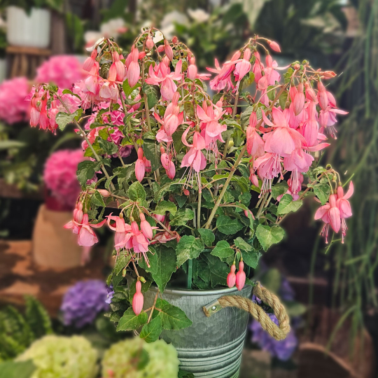 Fuchsia rose pâle
