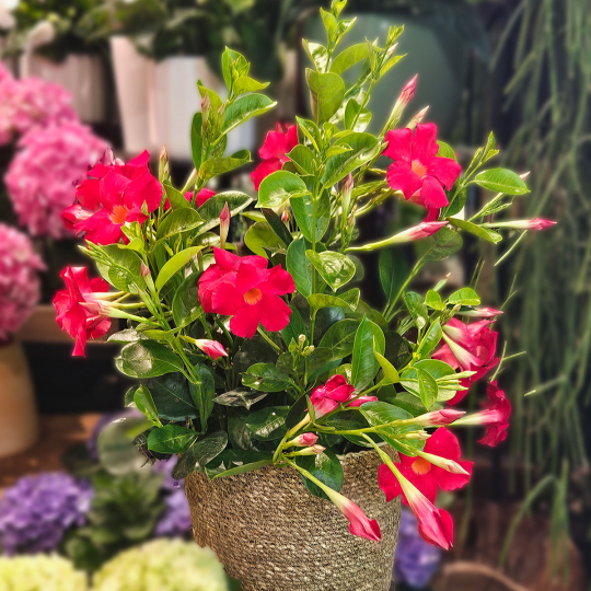 Dipladénia rouge