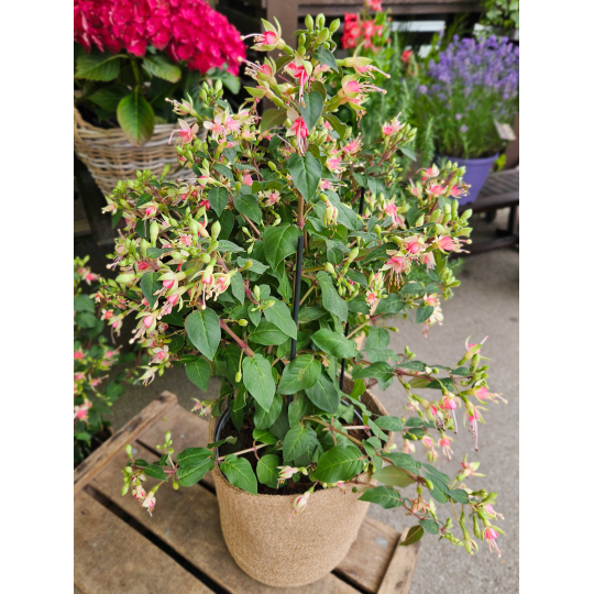 Fuchsia