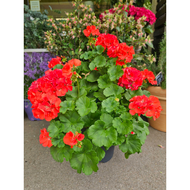 Géranium rouge Géranium rouge