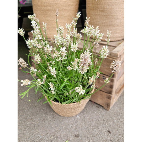 Lavande blanche