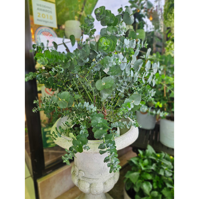 Eucalyptus Eucalyptus