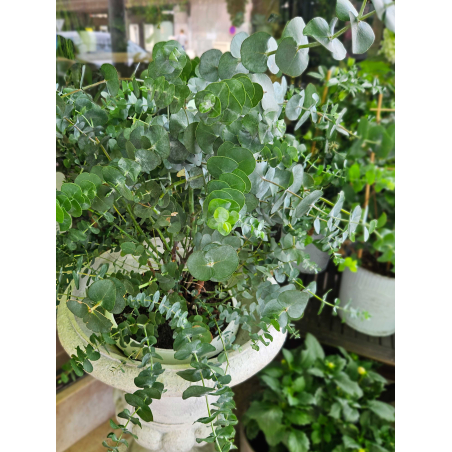 Eucalyptus