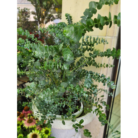 Eucalyptus