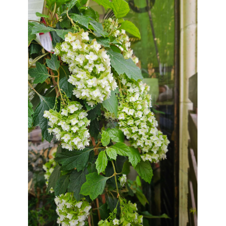 Hortensia Quercifolia