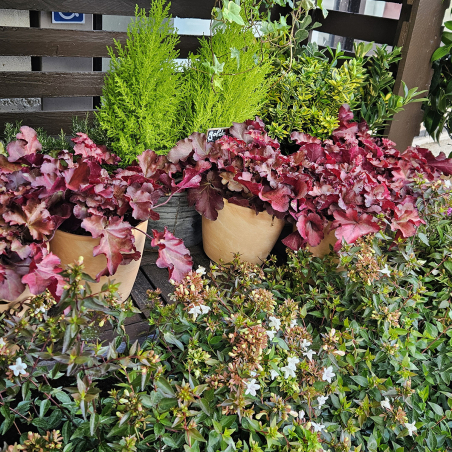 Heuchera