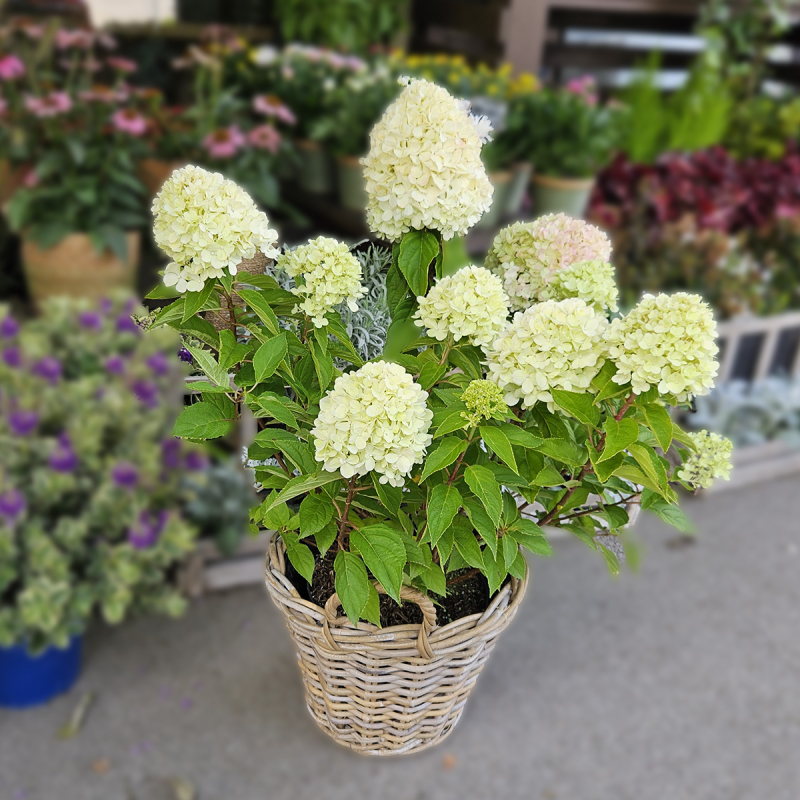 Hortensia paniculé