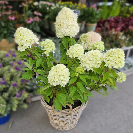 Hortensia paniculé