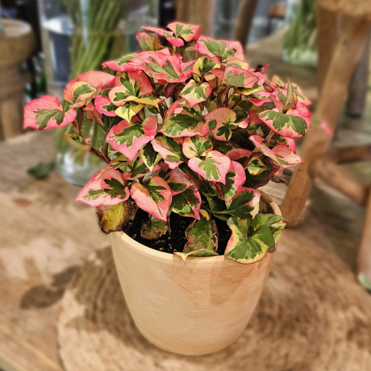 Houttuynia Cordata