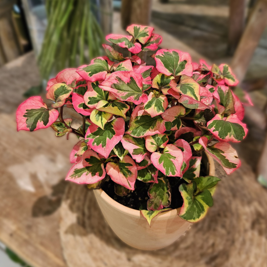 Houttuynia Cordata