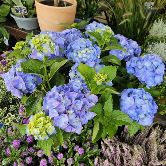 Hortensia bleu