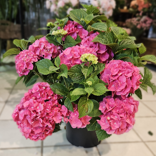 Hortensia fuchsia