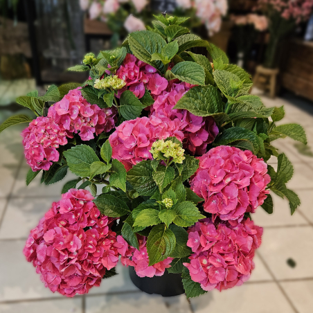 Hortensia fuchsia