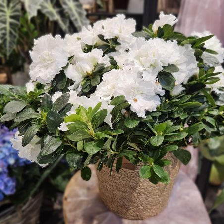 Azalée blanc