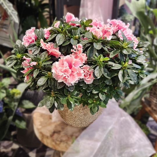 Azalée rose
