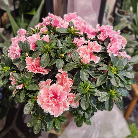 Azalée rose