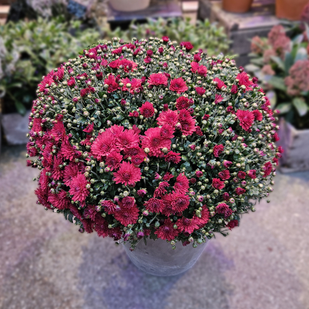 Chrysanthème pourpre