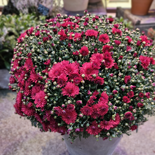 Chrysanthème pourpre