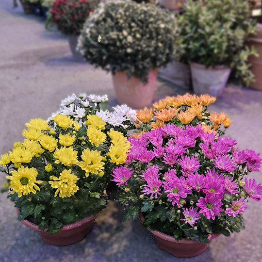 Coupe de Chrysanthème jaune