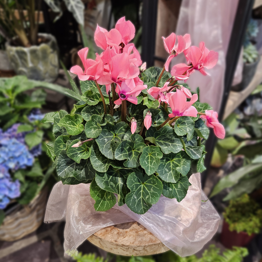 Gros Cyclamen rose