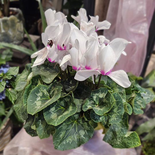 Gros Cyclamen blanc