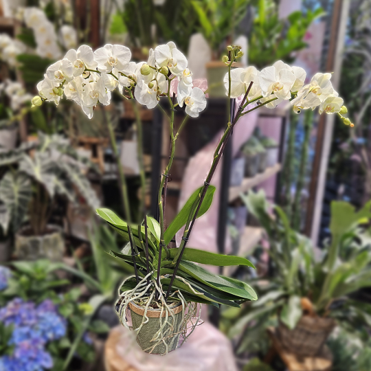 Orchidée Queen