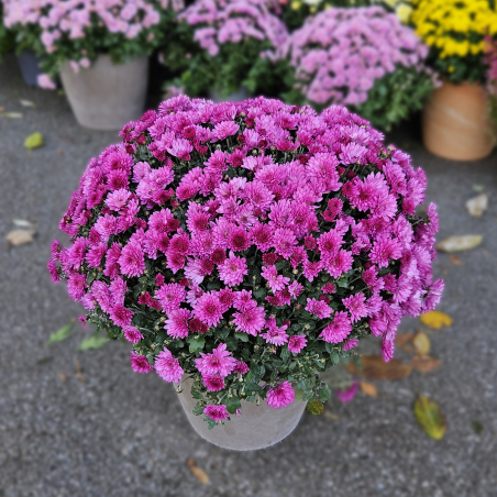 Chrysanthème fuchsia