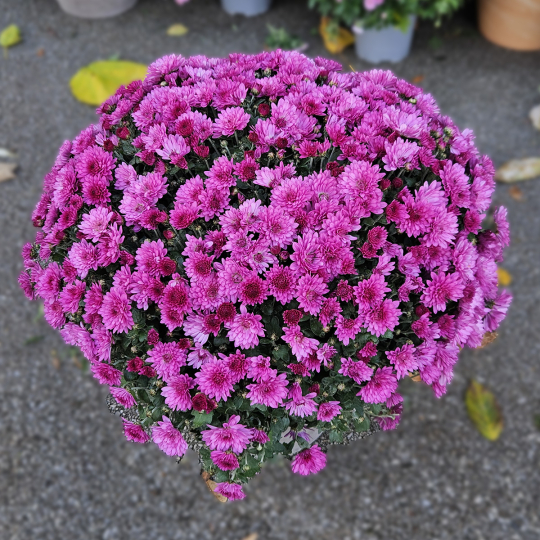 Chrysanthème fuchsia Chrysanthème fuchsia