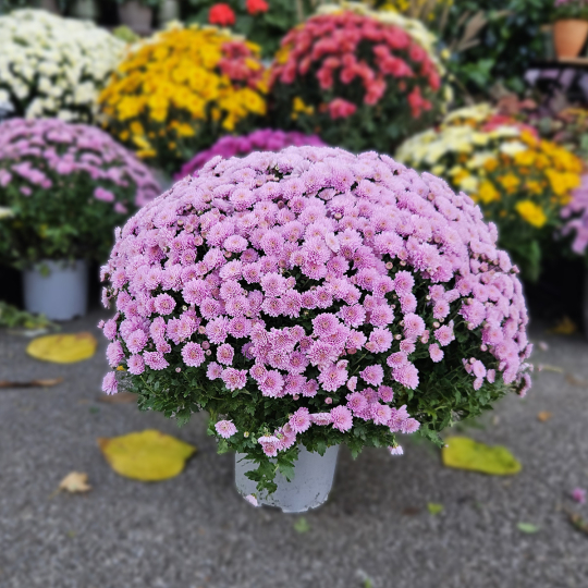 Chrysanthème rose pâle