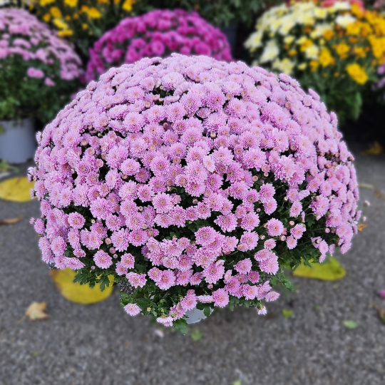 Chrysanthème rose pâle Chrysanthème rose pâle
