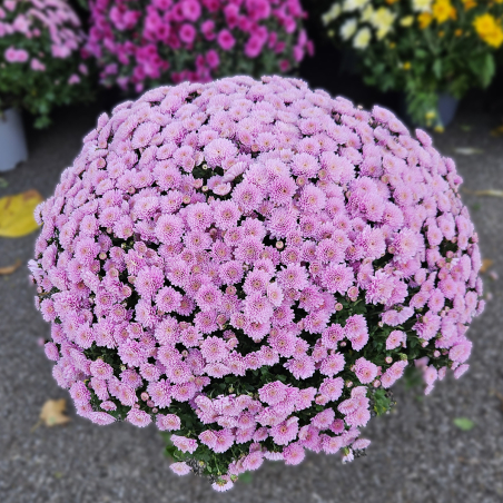 Chrysanthème rose pâle
