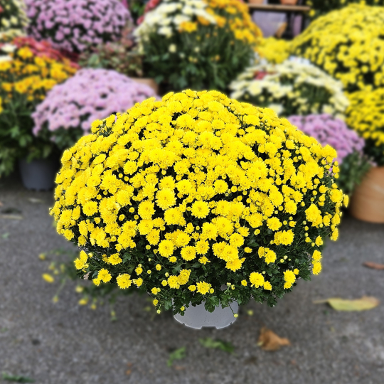 Chrysanthème jaune