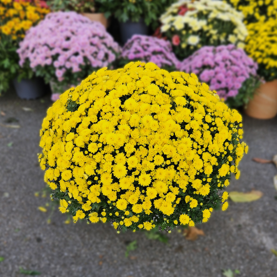 Chrysanthème jaune