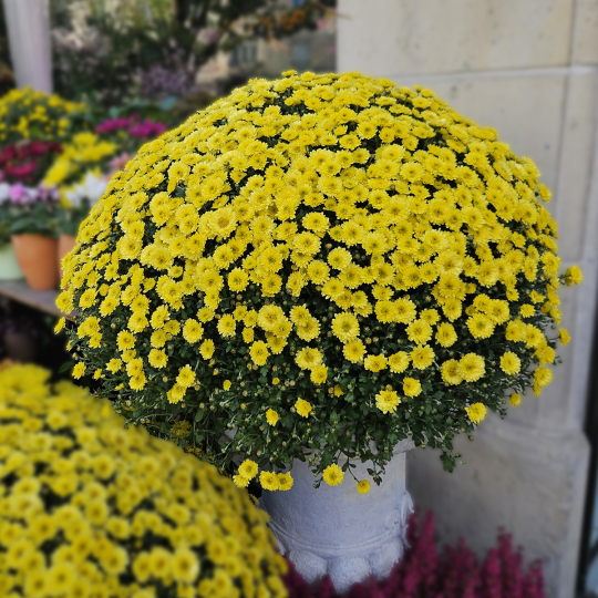 Chrysanthème Jumbo