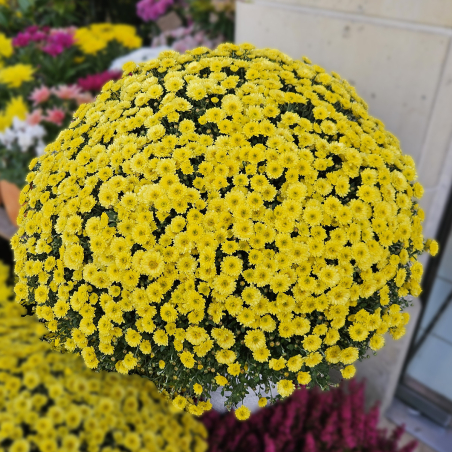 Chrysanthème Jumbo